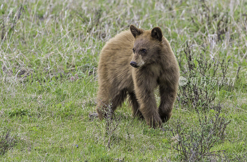 美国黑熊(Ursus americanus)是一种中等体型的熊，原产于北美，常见于黄石国家公园。年轻的幼崽。玩。肉桂色。